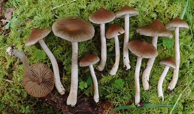 Inocybe silvae-herbaceae