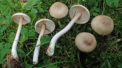 Inocybe sindonia