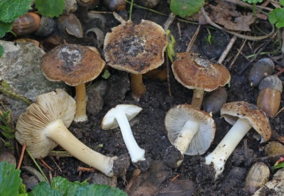 Inocybe splendens