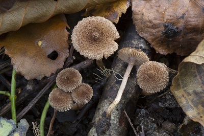 Inocybe squarrosa