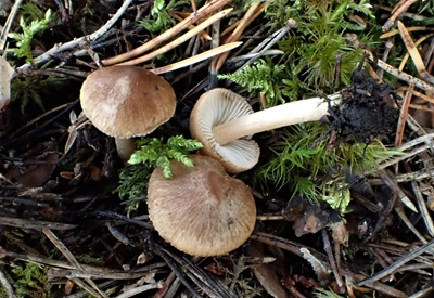 Inocybe subbrunnea