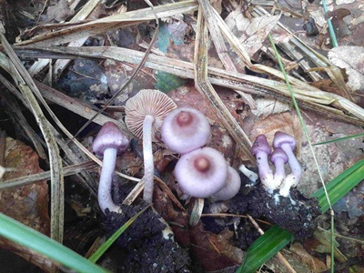 Inocybe sublilacina