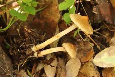 Inocybe subporospora