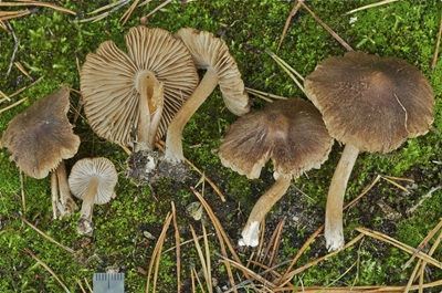 Inocybe tarda