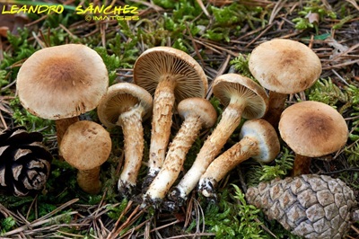 Inocybe terrifera