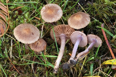 Inocybe tiburtina