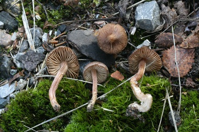 Inocybe tjallingiorum