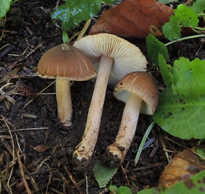 Inocybe transitoria
