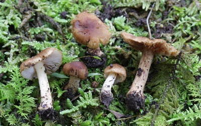 Inocybe vaccina