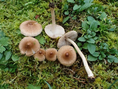 Inocybe xanthomelas