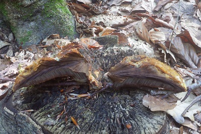 inonotus-cuticularis5