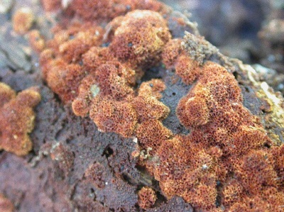 Inonotus hastifer