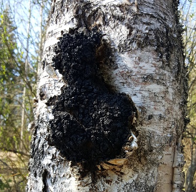 Inonotus obliquus