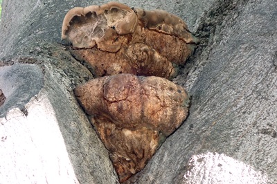 Inonotus rickii