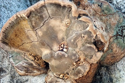 inonotus-rickii1