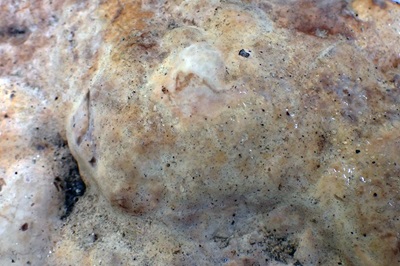 inonotus-rickii3