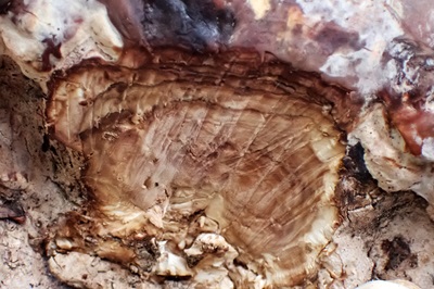 inonotus-rickii4