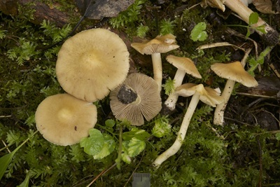 Inosperma apollonium