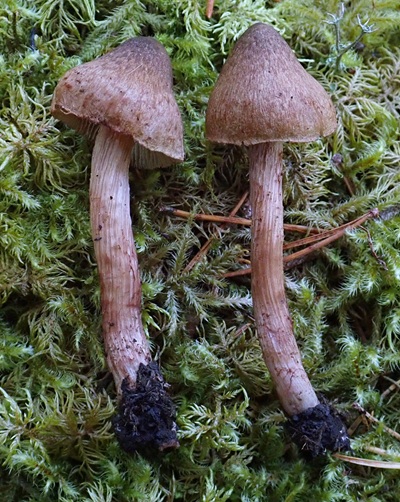 Inosperma geraniodorum