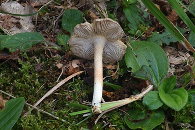 inosperma-maculatum1