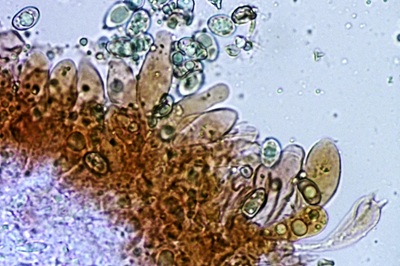 inosperma-maculatum10