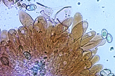 inosperma-maculatum11