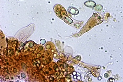 inosperma-maculatum9