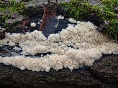 Irpex latemarginatus