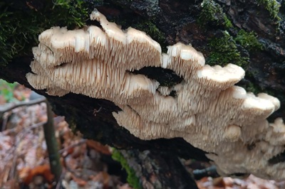 irpiciporus-pachyodon4