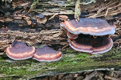 ischnoderma-benzoinum2