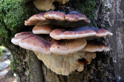 ischnoderma-resinosum1