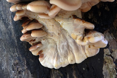 ischnoderma-resinosum2