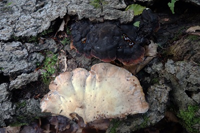 ischnoderma-resinosum3