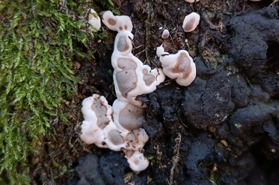 kretzschmaria-deusta2