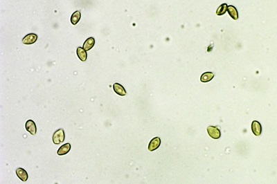 kuehneromyces-mutabilis11