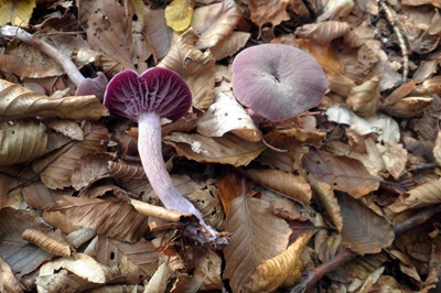 laccaria-amethystina1