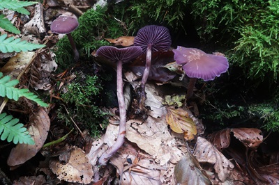 laccaria-amethystina3