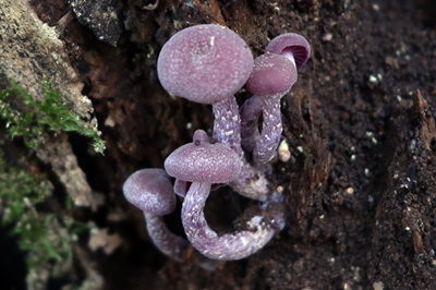 laccaria-amethystina4