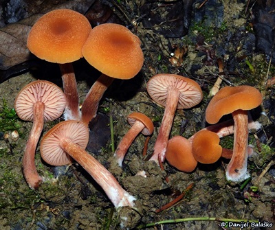 Laccaria laccata