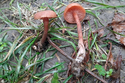 laccaria-laccata1