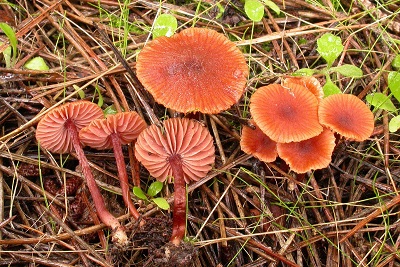 Laccaria lateritia