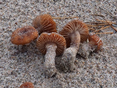 Laccaria maritima