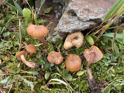 Laccaria montana