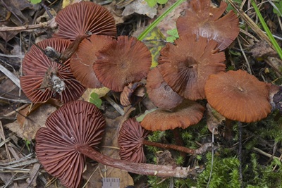 Laccaria purpureobadia