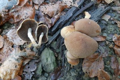 Lacrymaria lacrymabunda