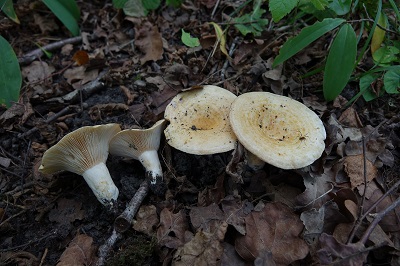 Lactarius acerrimus
