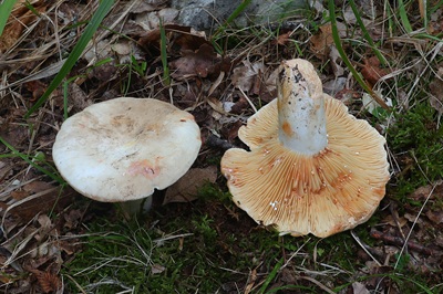 lactarius-acris1