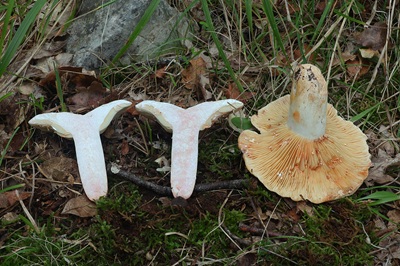 lactarius-acris2