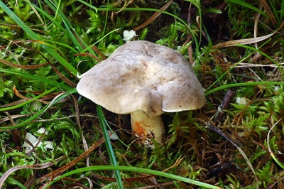 lactarius-acris3
