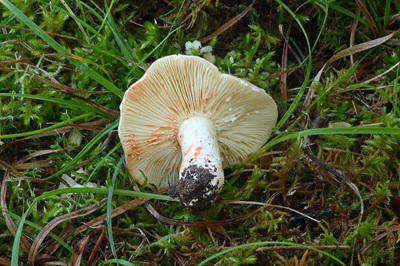 lactarius-acris4